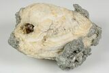 Fossil Clam with Fluorescent Calcite Crystals - Ruck's Pit, FL #194212-2